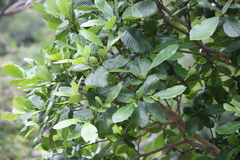 Gardenia resinifera